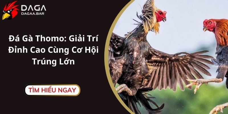 Đá Gà Thomo Giải Trí Đỉnh Cao Cùng Cơ Hội Trúng Lớn