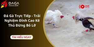 Đá Gà Trực Tiếp - Trải Nghiệm Đỉnh Cao Kê Thủ Đừng Bỏ Lỡ