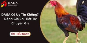 DAGA Có Uy Tín Không? Đánh Giá Chi Tiết Từ Chuyên Gia