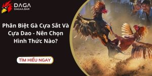 Phân Biệt Gà Cựa Sắt Và Cựa Dao - Nên Chọn Hình Thức Nào?